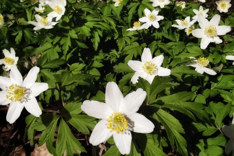 valkovuokot valkovuokot